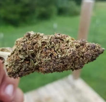 Load image into Gallery viewer, INFUSED DELTA ORANGE CRUSH HEMP FLOWER